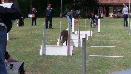flyball Ezzo