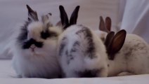 La pub la plus mignonne : Des lapins dans un hôtel!