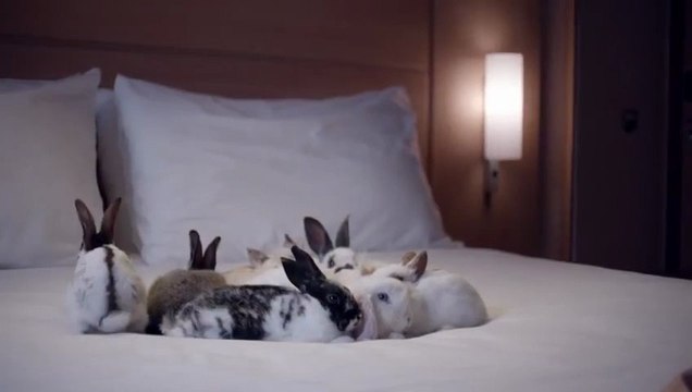 So so cute - ibis Snuggling Bunnies