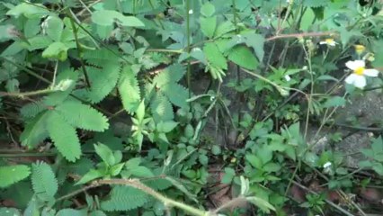 2016-05-04 - La plante timide - Vietnam