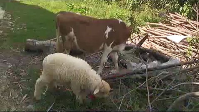 Bu kuzu kola içiyor, çikolata yiyor