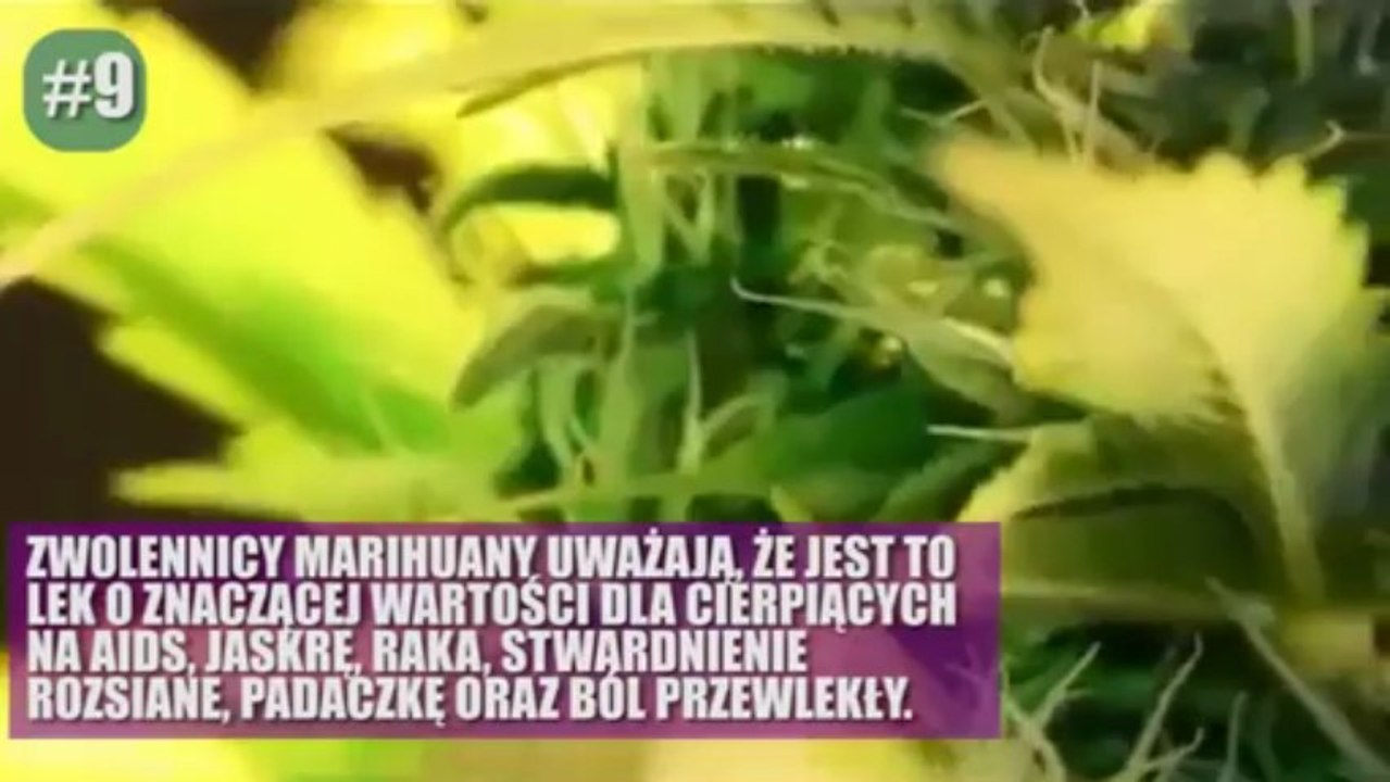 10 faktów o marihuanie