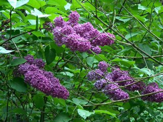 - Ne Ábrándozz Orgonákról & Én Nálam Egy Boldog Óra -