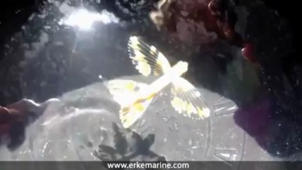 ERKE Marine, Kırlangıç Balığı Yavrusu - Göcek / Türkiye - www.erkemarine.com