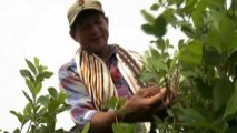 Colombian farmers protest anti-coca drive