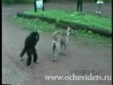 Affe verarscht Hund