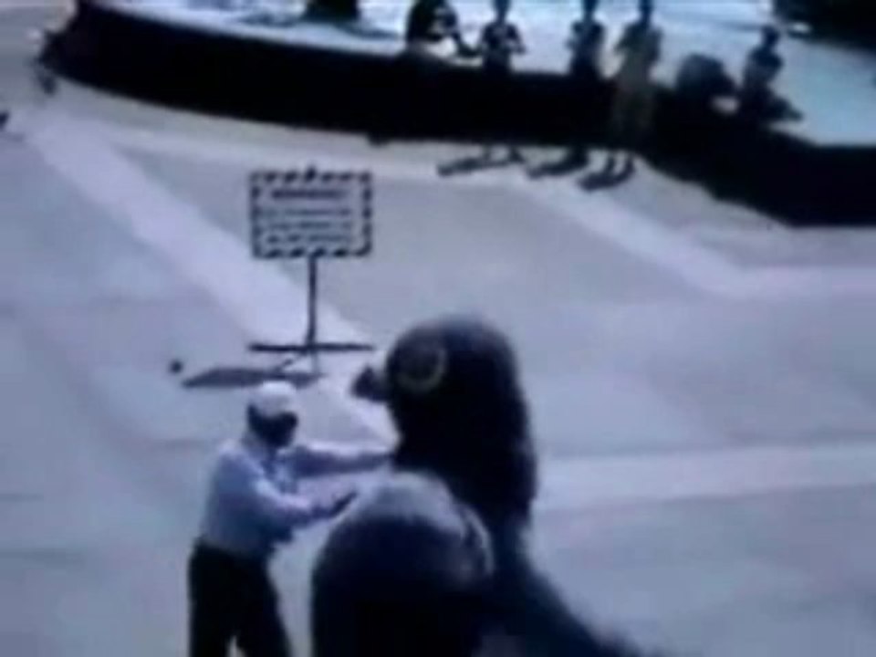 Achtung agressive Tauben