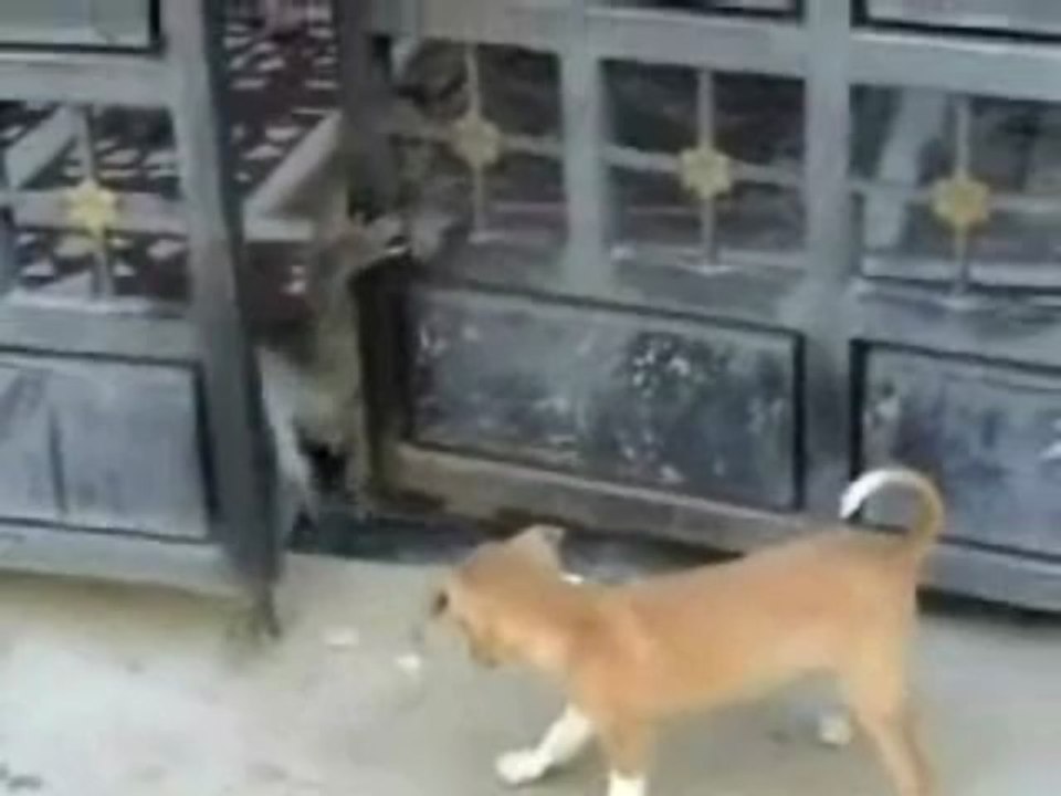 Affe verarscht Hund Part 2