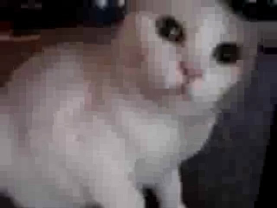 Aggressive Katze