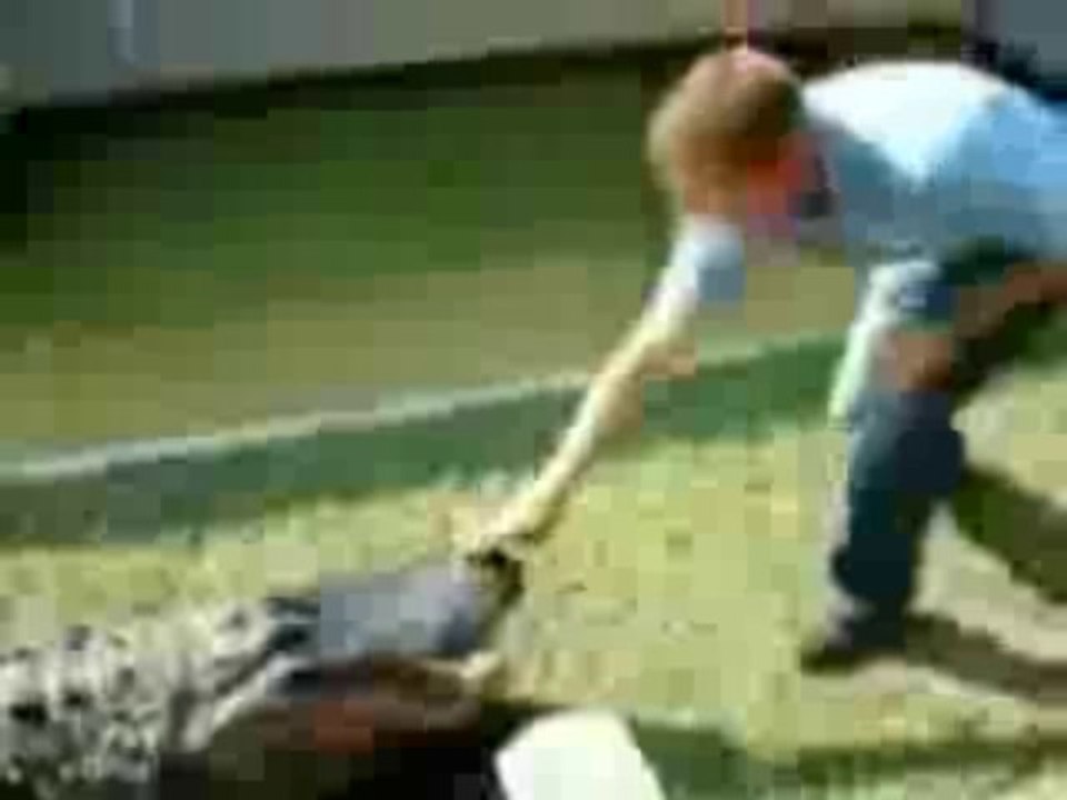 Alligator ärgern