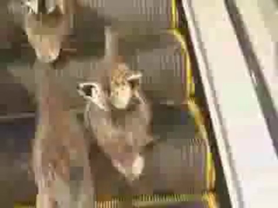 Enten auf der Rolltreppe