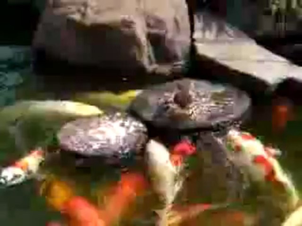 Entenbaby fütter Fische