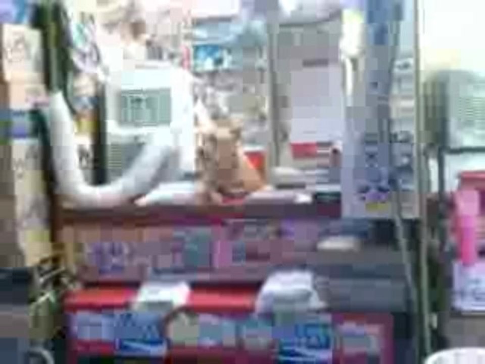 Hund als Zeitungsverkäufer