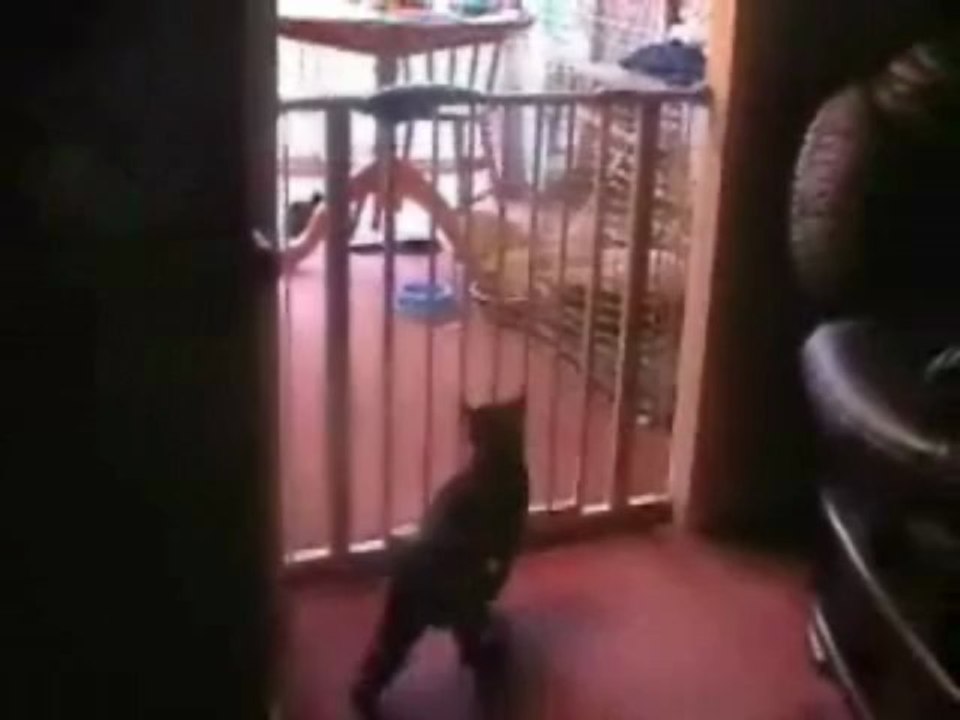 Katzen Sprung