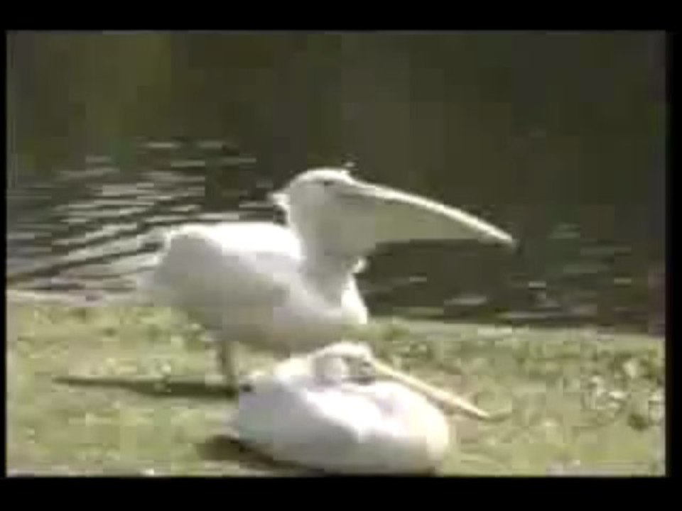 Pelikan frisst Taube