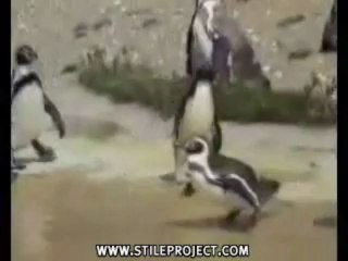 Pinguin auf Drogen 🐧: Die zerstörerische Kraft