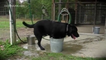 Cão num balde - EMBRULHA.com