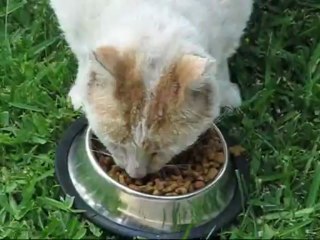 Cats Eat Together