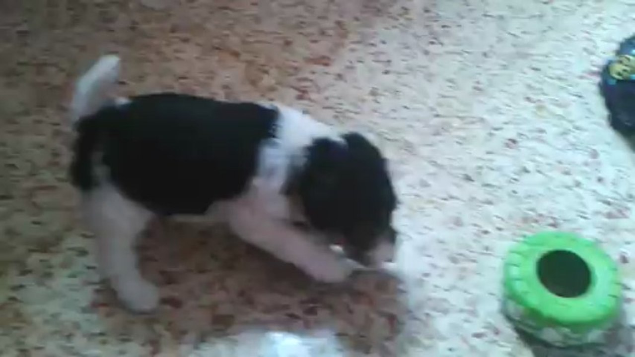 Vidéo chiot de Glad, faite le 29 Juin 2013