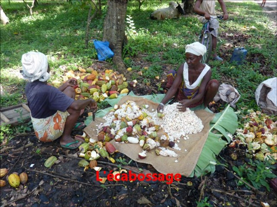 Plantation de cacao. Madagascar