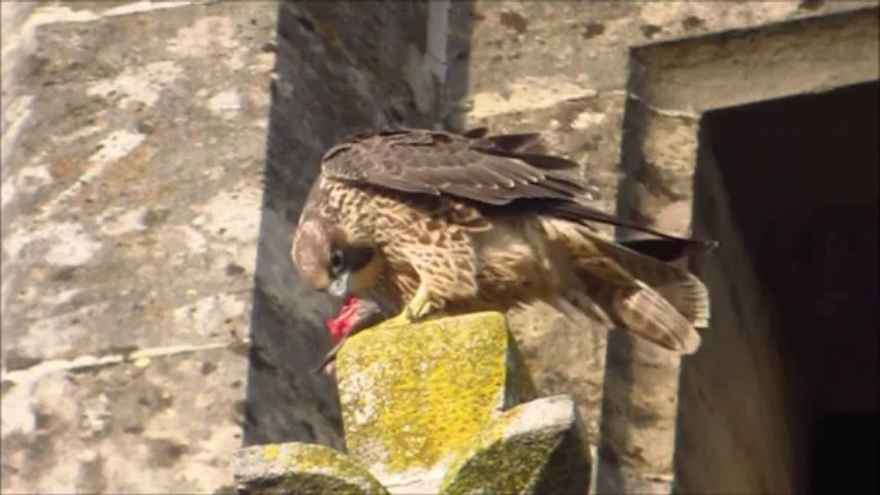 Faucon pèlerin Nancy (54,FR). Mâle juvénile