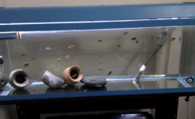 ilangi yellow yavrularım