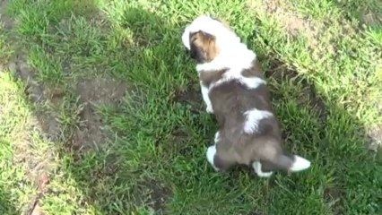 05-Collier jaune 2013-06-28