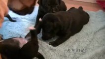 6. Chiot staffordshire bull terrier vidéo 6 de la 12ème portée de STAFFORDLAND