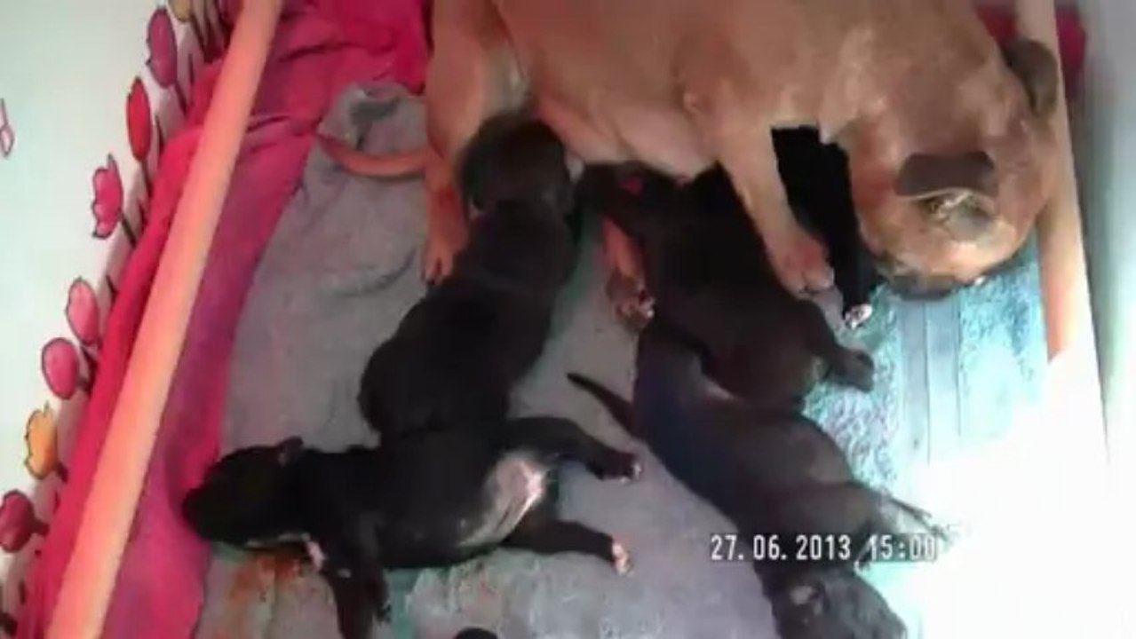 7. Chiot staffordshire bull terrier vidéo 7 de la 12ème portée de STAFFORDLAND