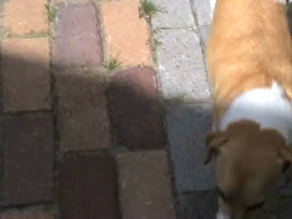 Hond en kat samen.(Eigen video)