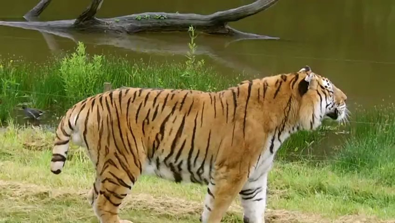 tigre