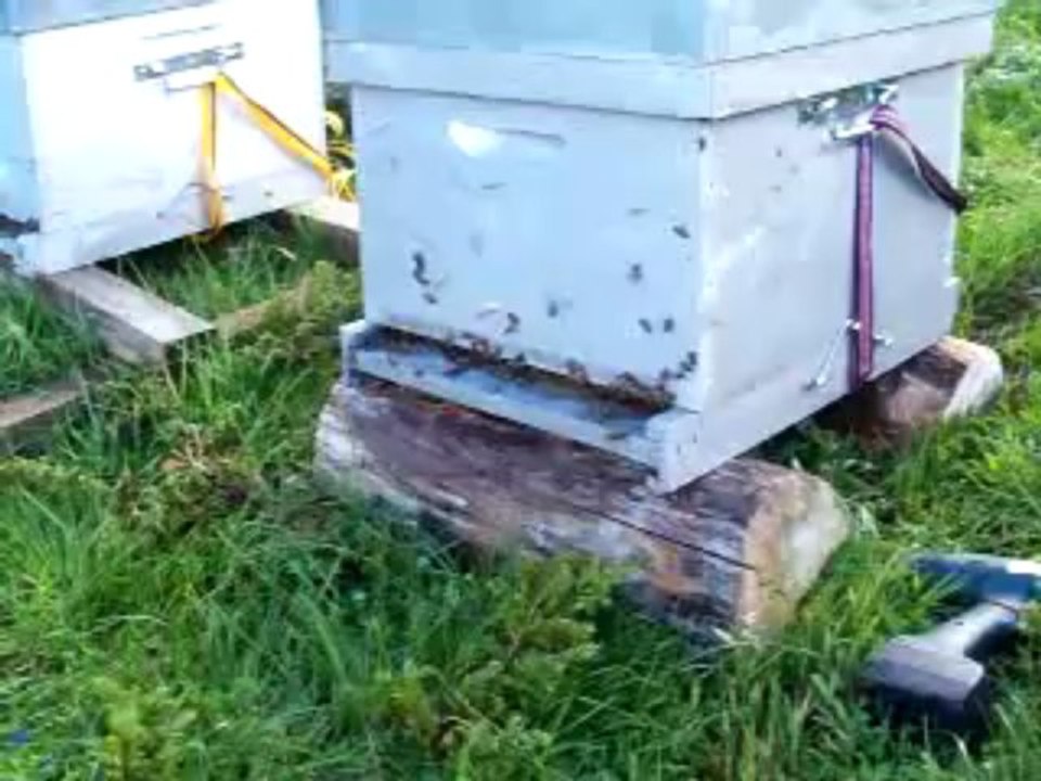 Transhumances abeilles - ouverture de la ruche