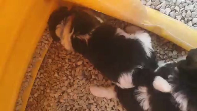 Première sortie dehors pour les petits fox de Gladi le 30 juin 2013