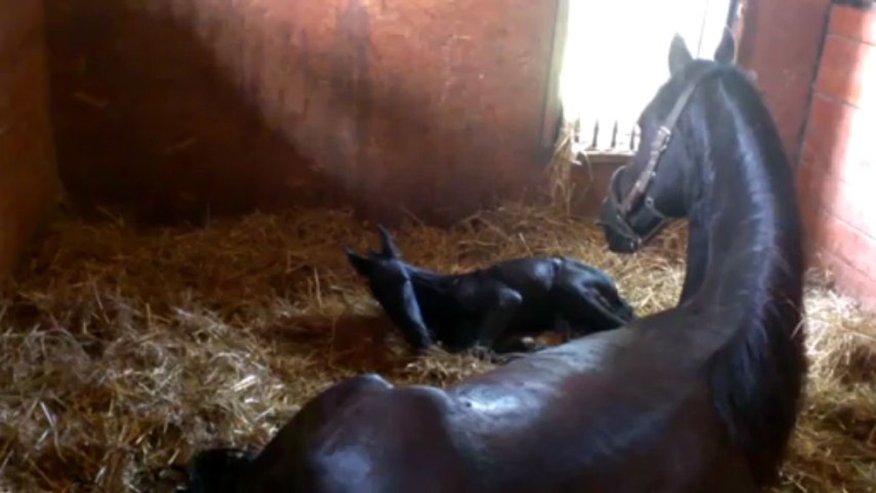 Sibbel des Laurentides, pouliche frison enregistrée du Haras Laurentien: les 1ers pas