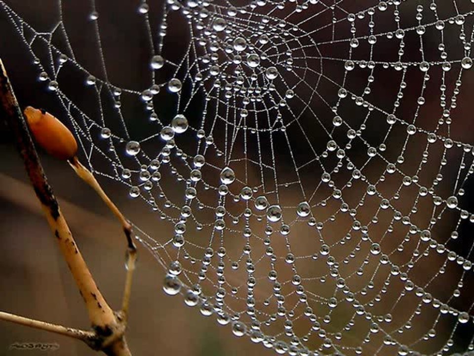 LA TOILE DU MENSONGE