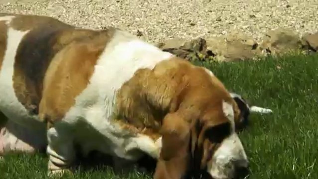 Les bébés bassets de Bambou agés de 6 semaines