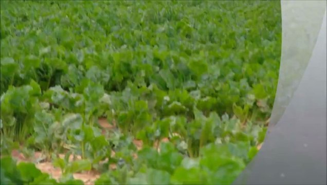 Brindille du Clos Maldav