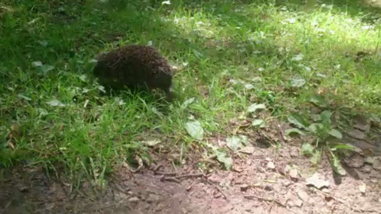 Sony Xperia Tablet Z - dlaczego warto mieć go pod ręką