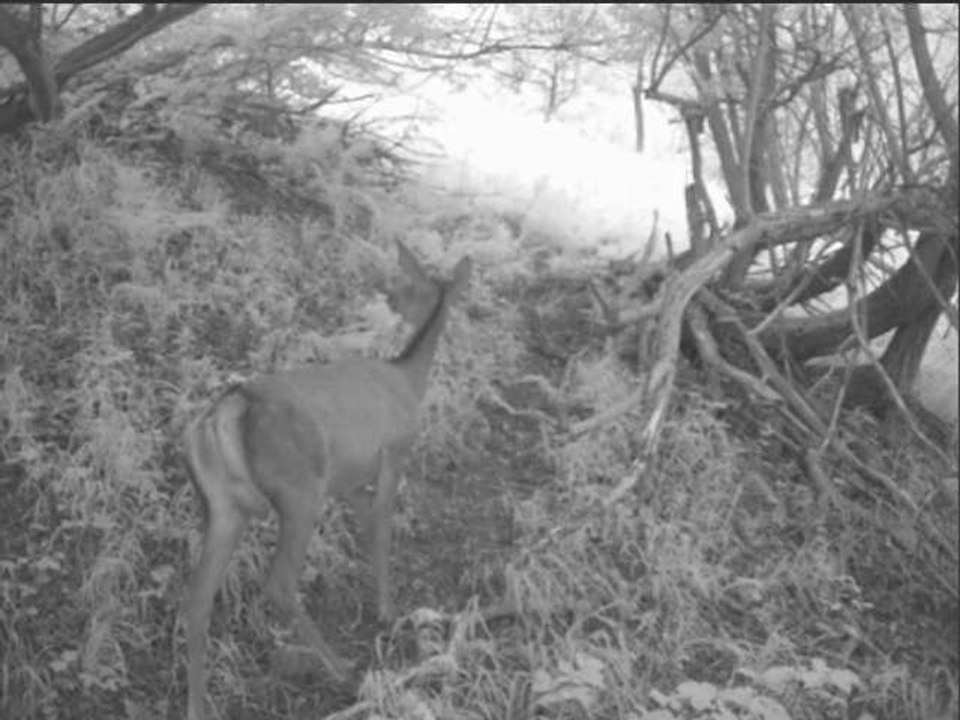 biche