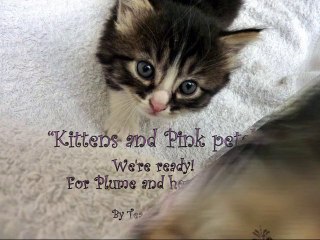 Kittens and pink petals