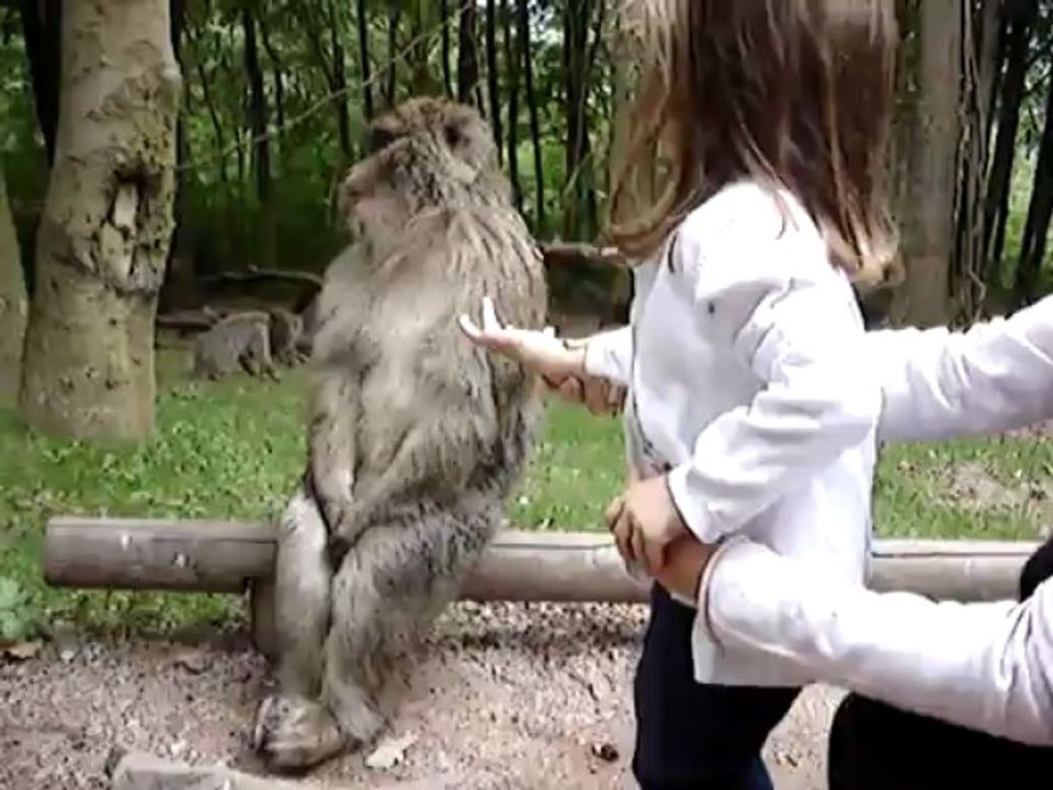 Singes en liberté au Haut Koenigsbourg