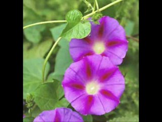 With A Song In My Heart-Frank Leithner Orchestra