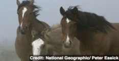 Feds OK Horse Slaughtering in New Mexico