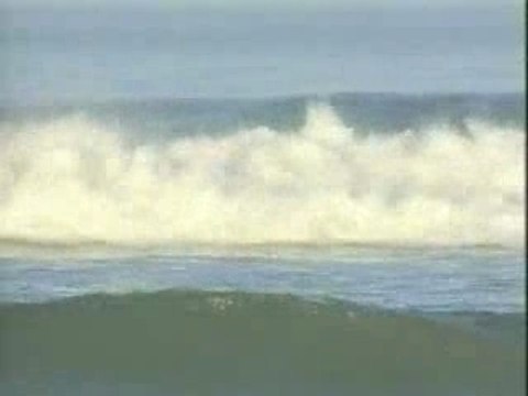 Surfing Shark Attack (1)