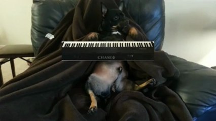 Ziggy the talented chihuahua plays Chopsticks