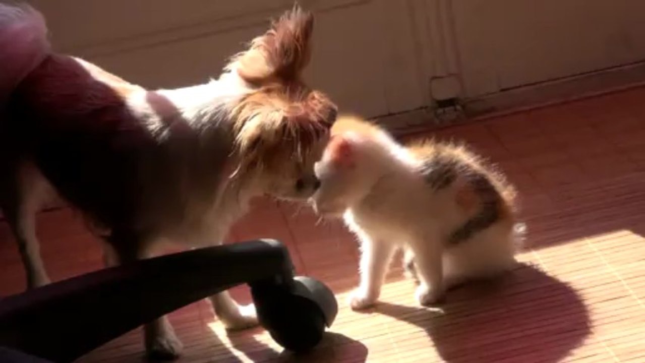 Guss et Pipine !