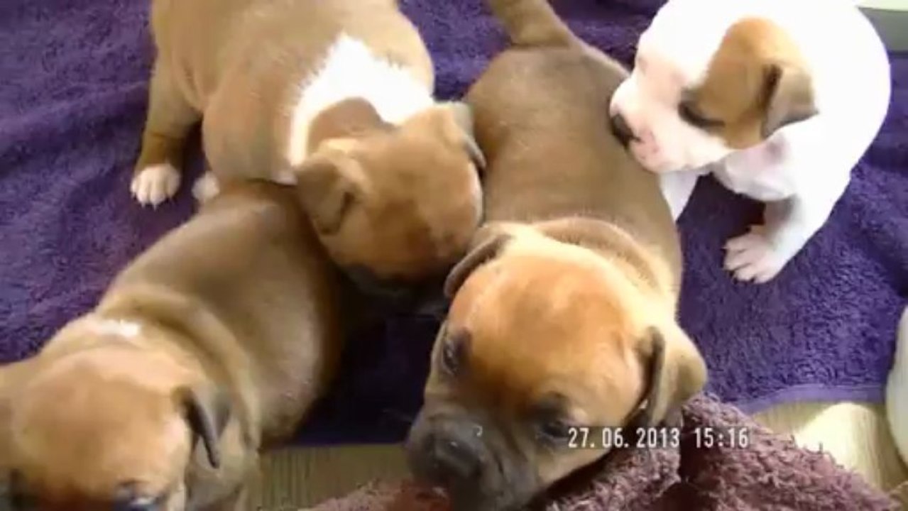 21. Chiot Staffordshire bull terrier vidéo 21 de la 11ème portée de STAFFORDLAND