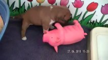 22. Chiot Staffordshire bull terrier vidéo 22 de la 11ème portée de STAFFORDLAND