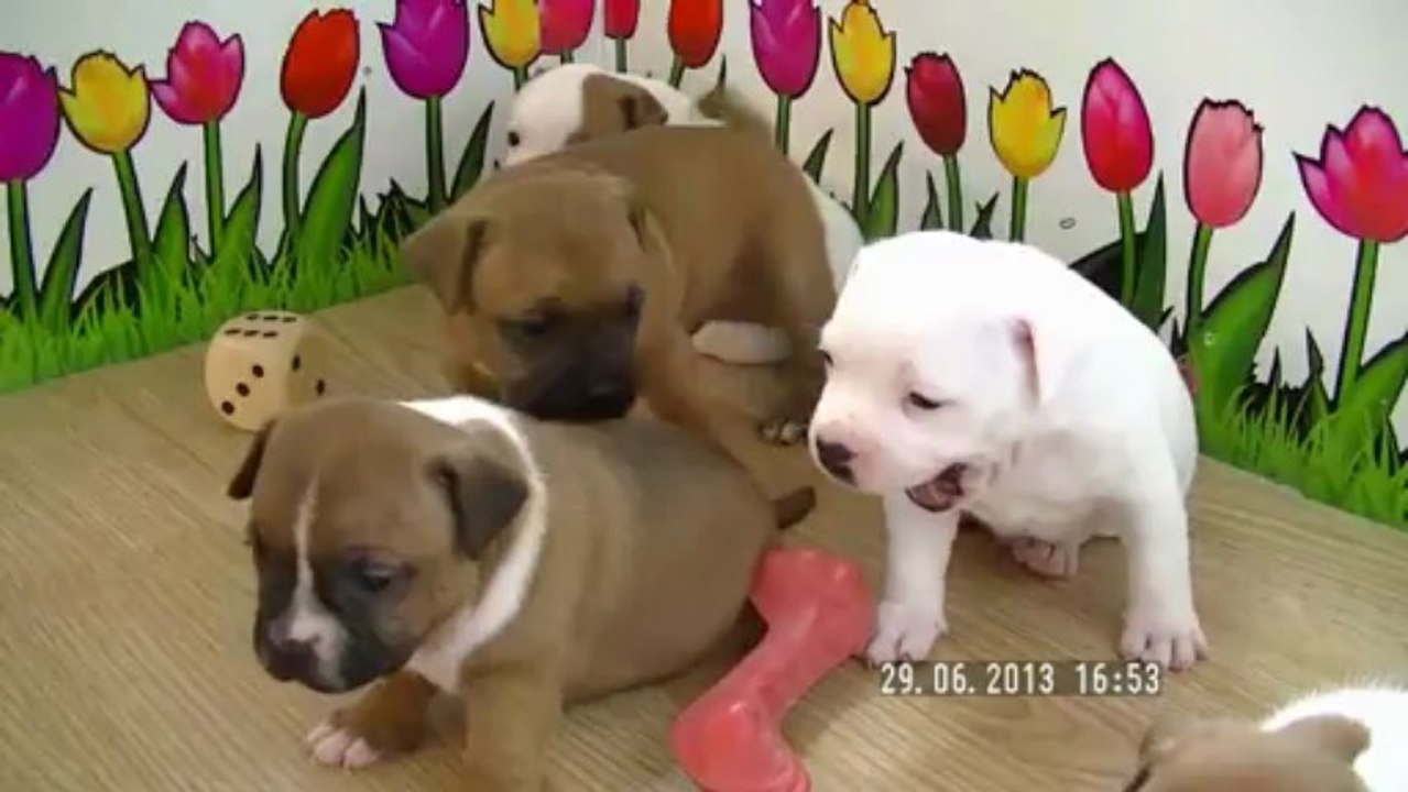 23. Chiot Staffordshire bull terrier vidéo 23 de la 11ème portée de STAFFORDLAND