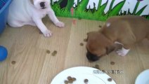 24. Chiot Staffordshire bull terrier vidéo 24 de la 11ème portée de STAFFORDLAND